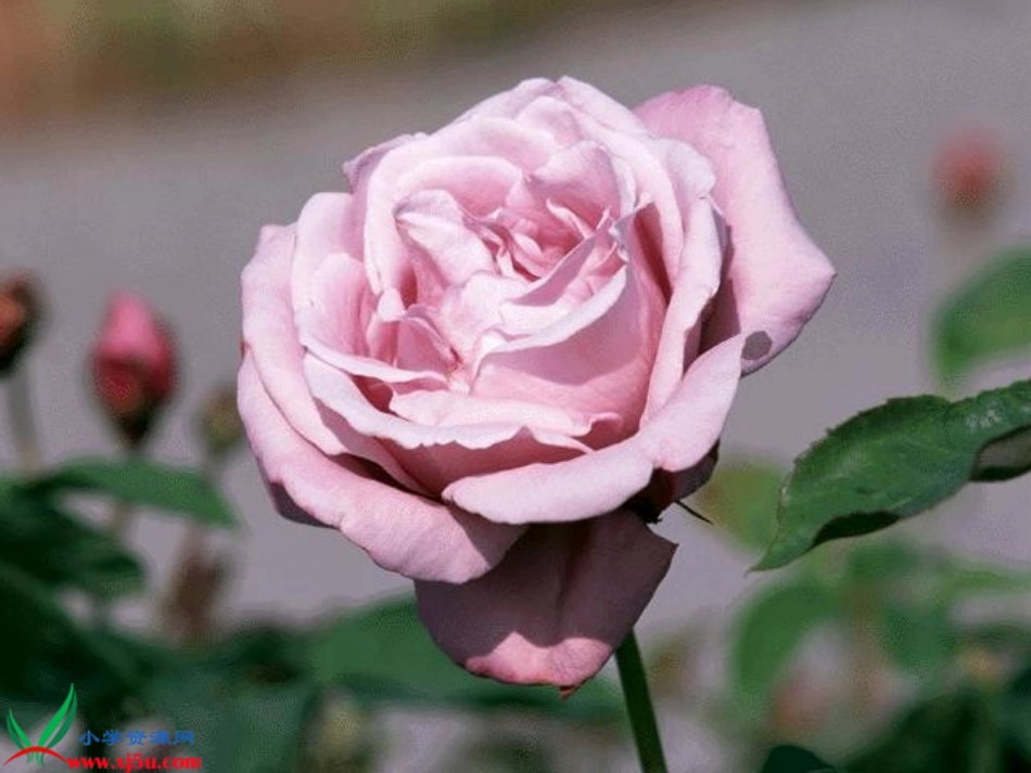 小鹿的玫瑰花优质课课件_第2页