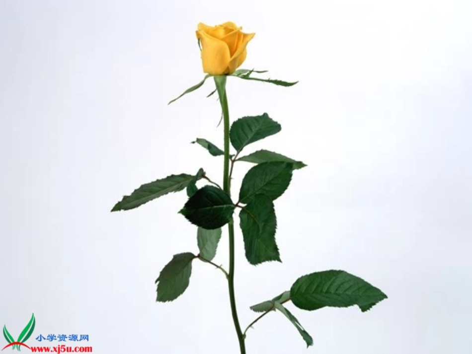 小鹿的玫瑰花优质课课件_第3页