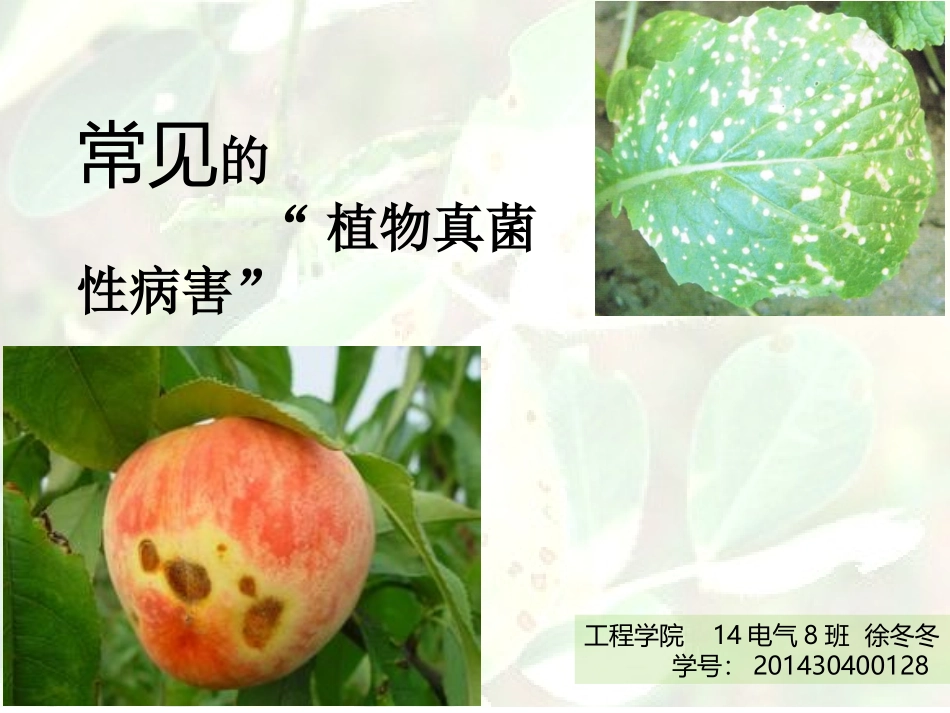 常见的植物真菌性病害_第1页