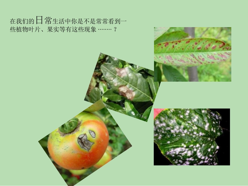 常见的植物真菌性病害_第2页