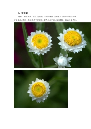 常用绿化花卉简介