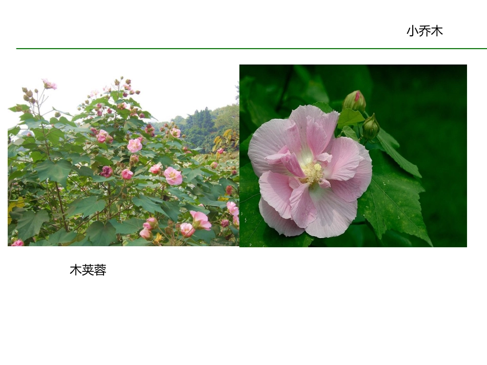 常见园林植物图谱_第1页