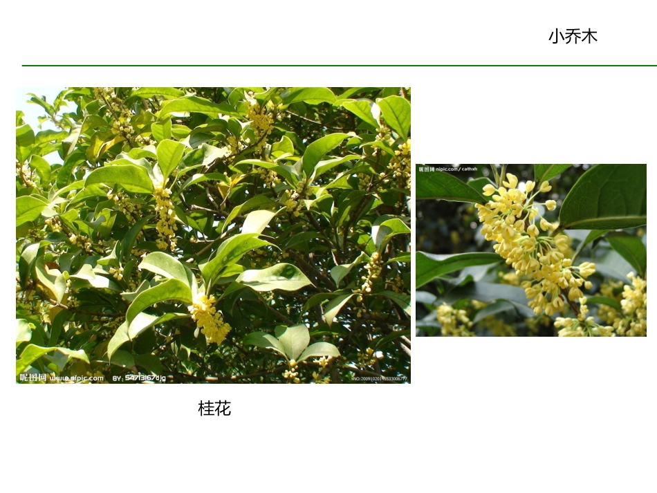 常见园林植物图谱_第3页