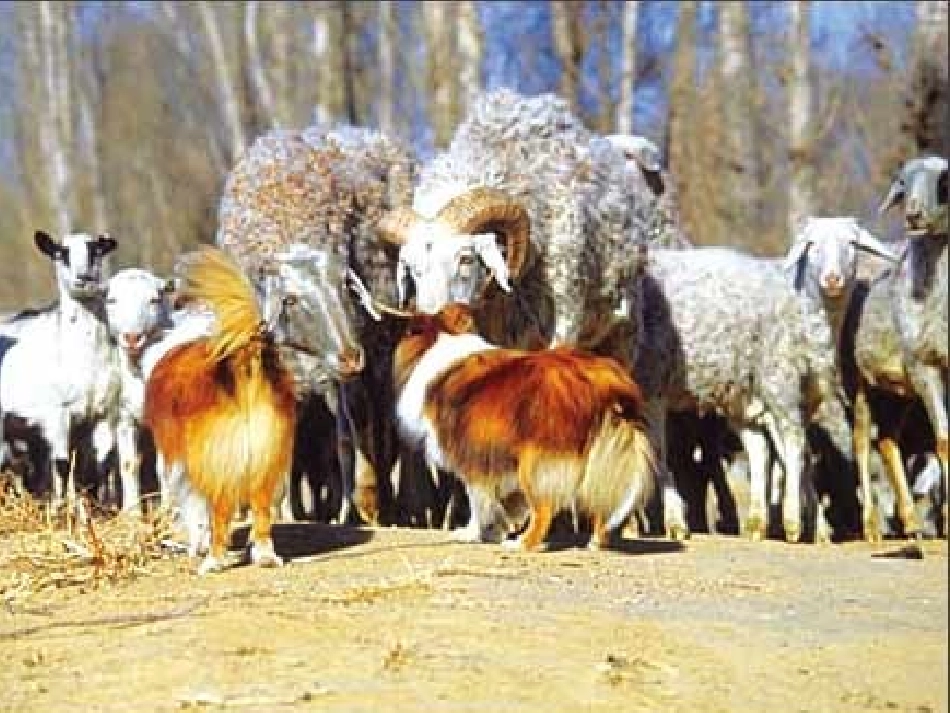 合并同类项课件谢晓荣_第1页