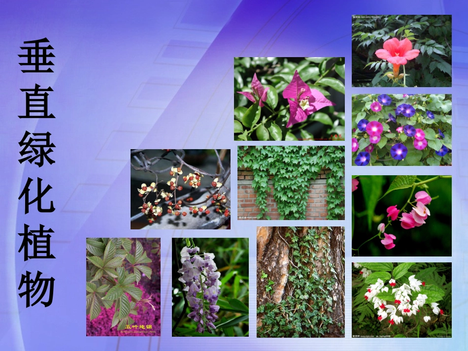 常见的垂直绿化植物_第1页