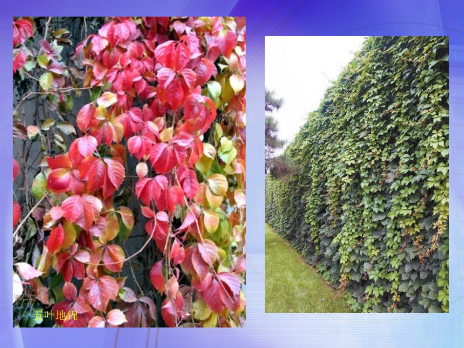 常见的垂直绿化植物_第3页