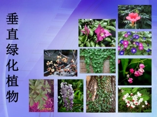 常见的垂直绿化植物