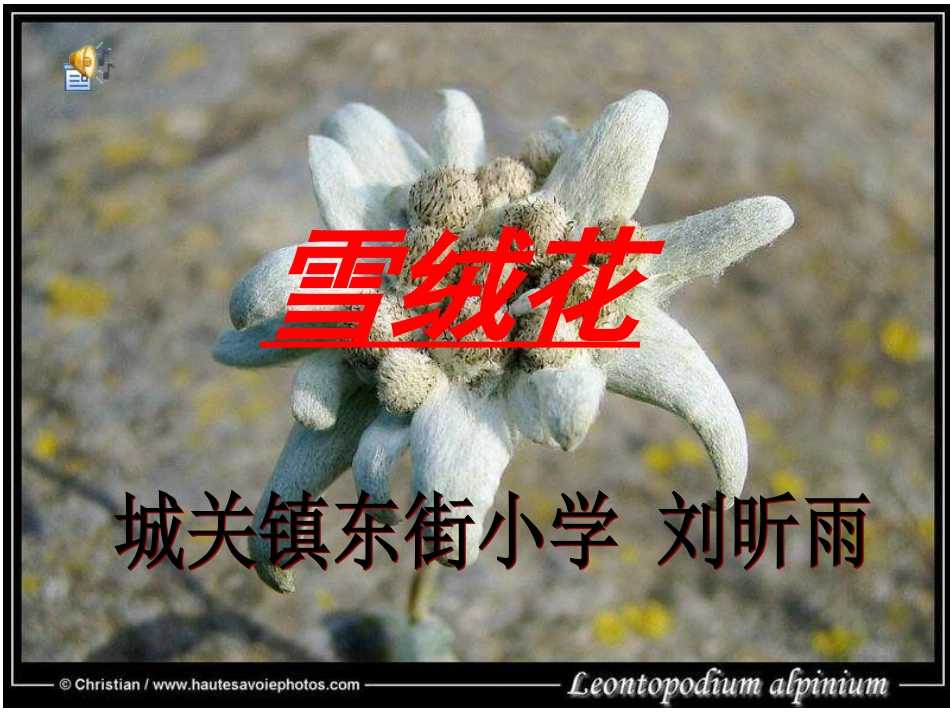 人教版小学音乐四下《雪绒花》PPT课件_第1页