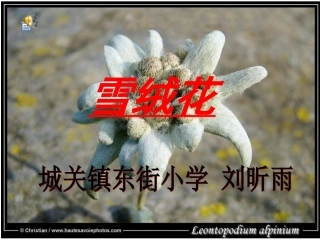 人教版小学音乐四下《雪绒花》PPT课件