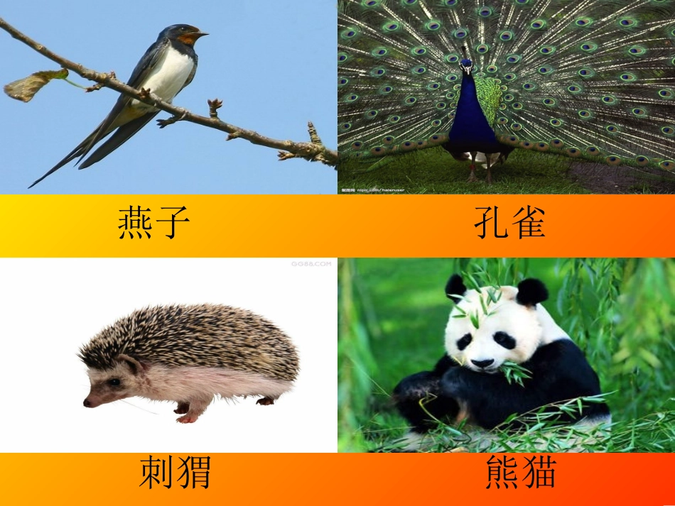 给动物设计名片_第2页