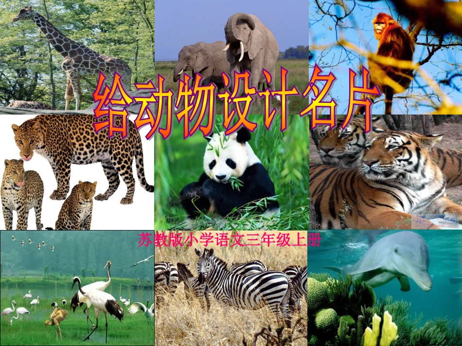 给动物设计名片_第3页