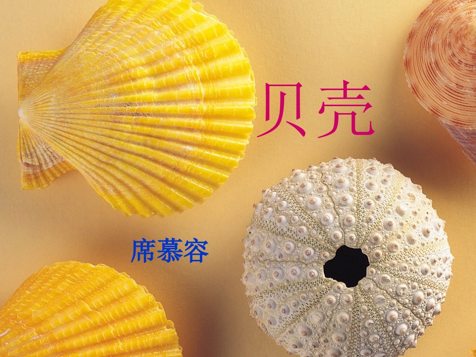 《贝壳》课件_第1页