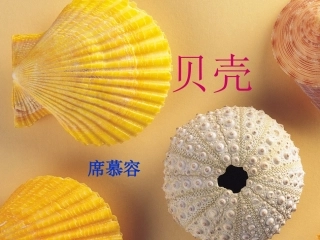 《贝壳》课件