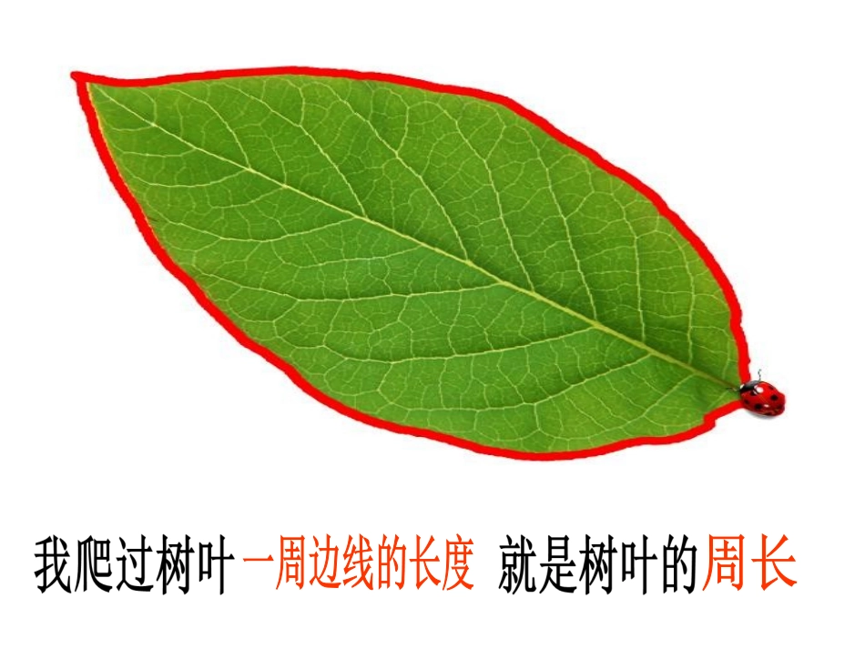 《周长的认识》PPT课件之一_第3页