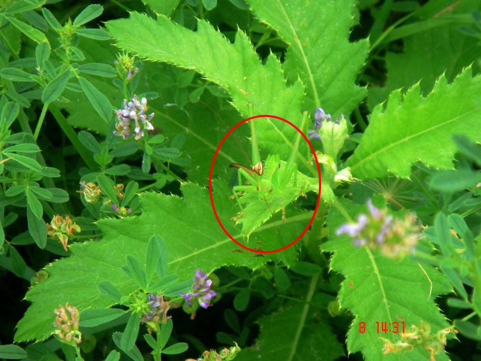生物对环境的适应_第3页