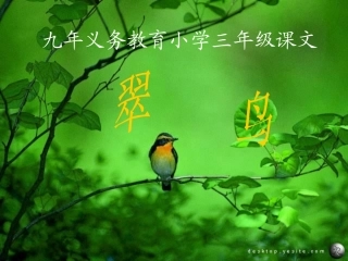 翠鸟___课件
