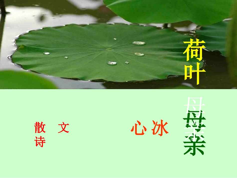 荷叶母亲多媒体_第3页