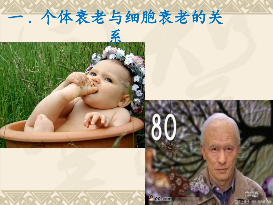 细胞的衰老和凋亡_第3页