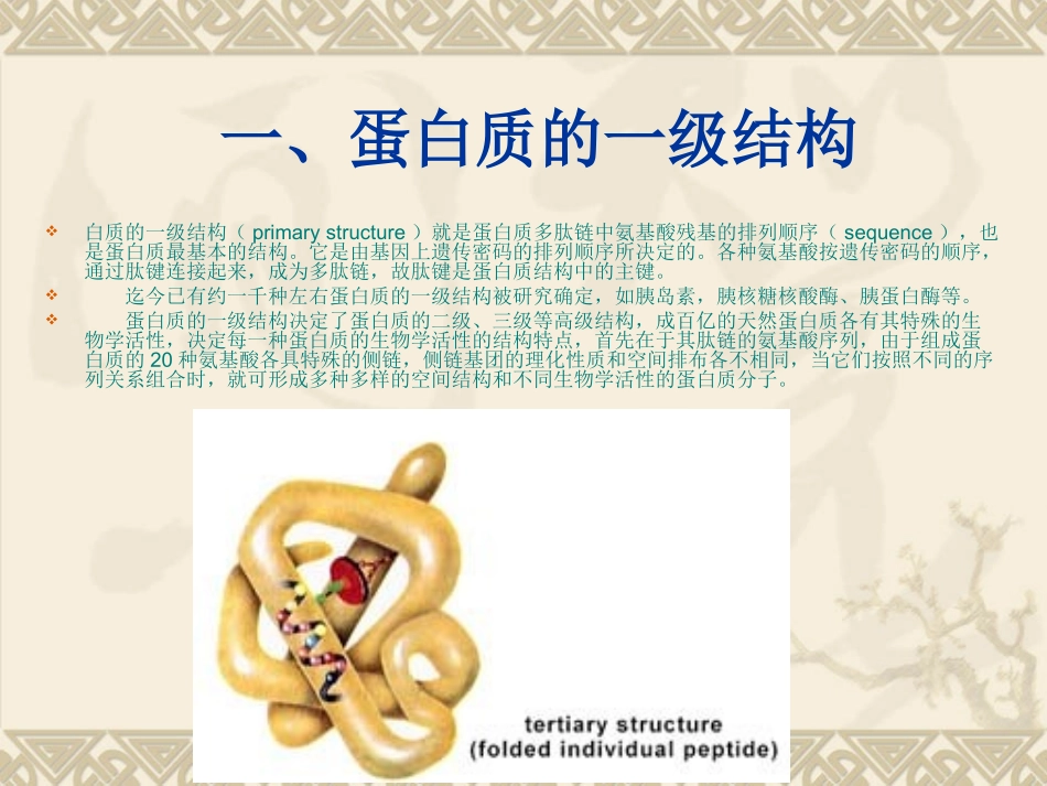 蛋白质的一级结构与功能的关系蛋白质的空间结构与功能的关系_第2页