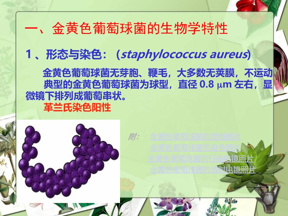 第六章_金黄色葡萄球菌的检验_第3页