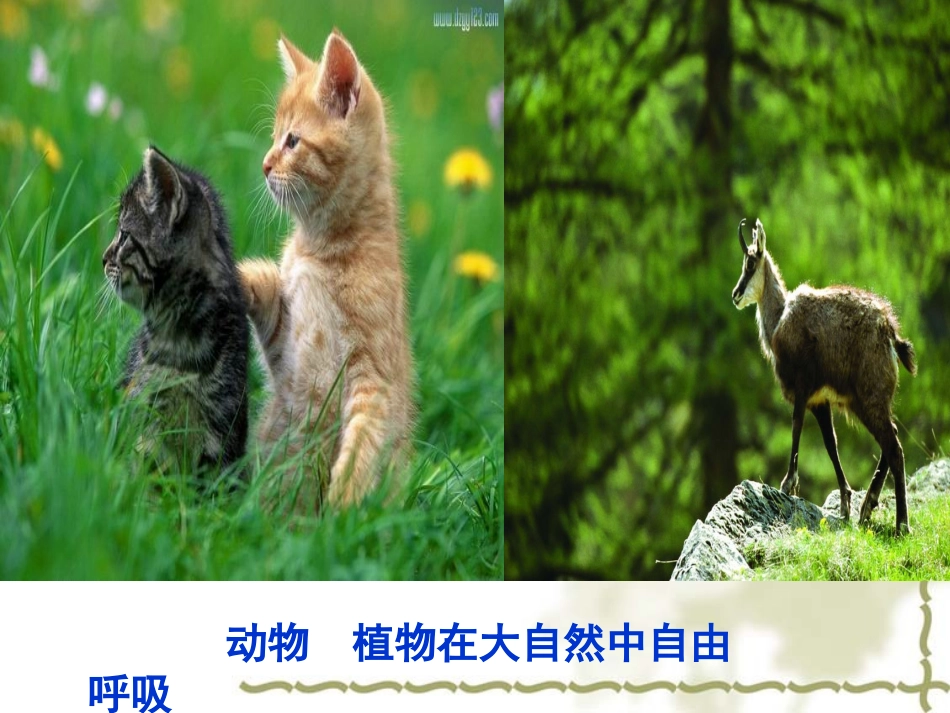 测定空气中氧气含量实验_第3页