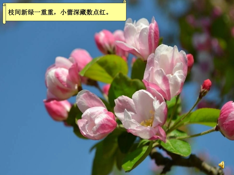 第四课  工笔花卉_第2页