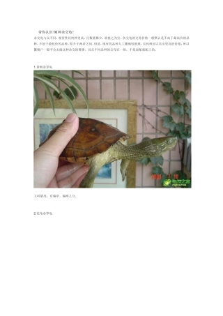 带你认识16种杂交龟