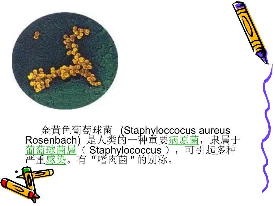 第四节 金黄色葡萄球菌检验_第2页