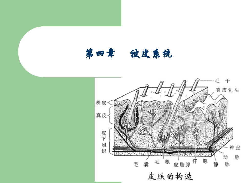 畜禽解剖生理被皮系统_第1页