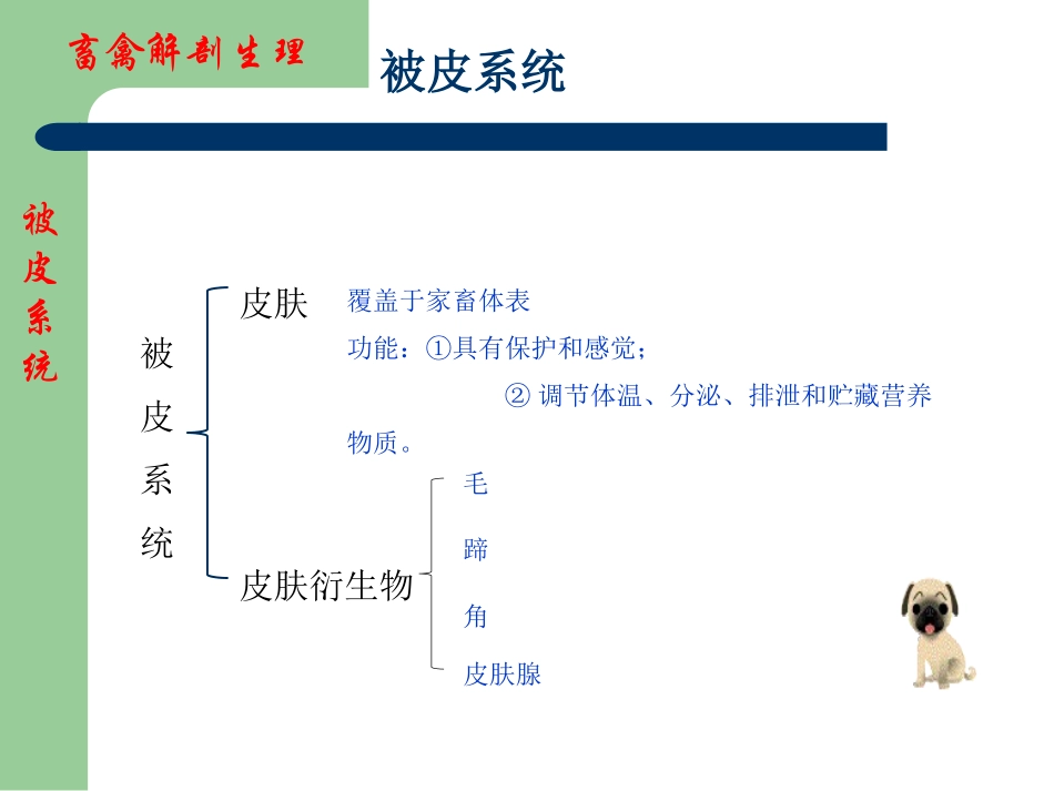 畜禽解剖生理被皮系统_第2页