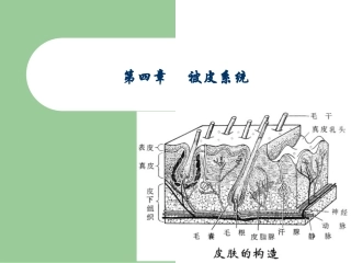 畜禽解剖生理被皮系统