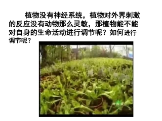 第3章第1节 植物生长素的发现 (1)