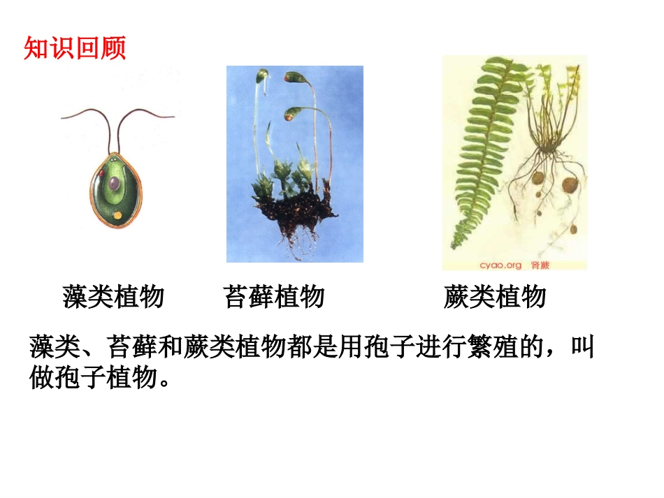 第二节种子植物_第2页