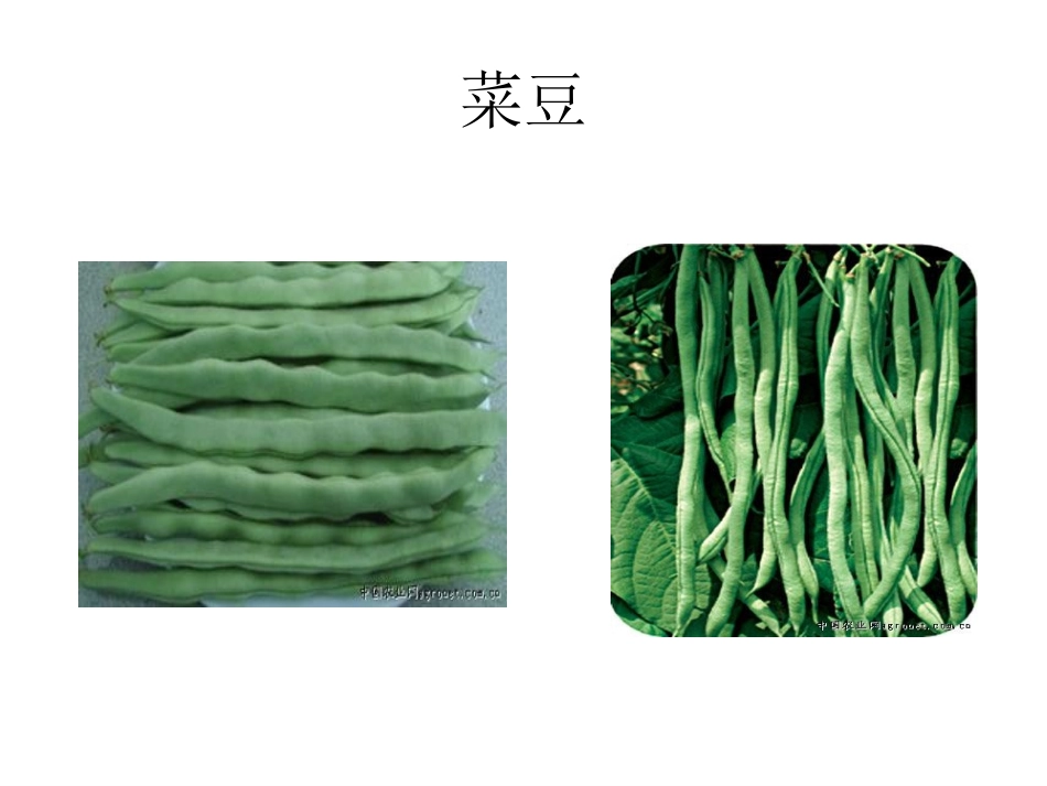 第二节种子植物_第3页