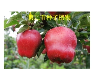 第二节种子植物