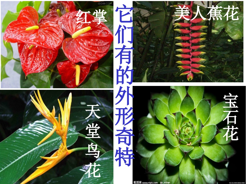 部编版二年级上册《植物妈妈有办法》课件_第2页