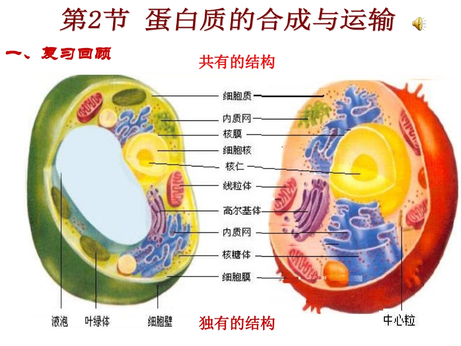 蛋白质的合成与运输_第1页