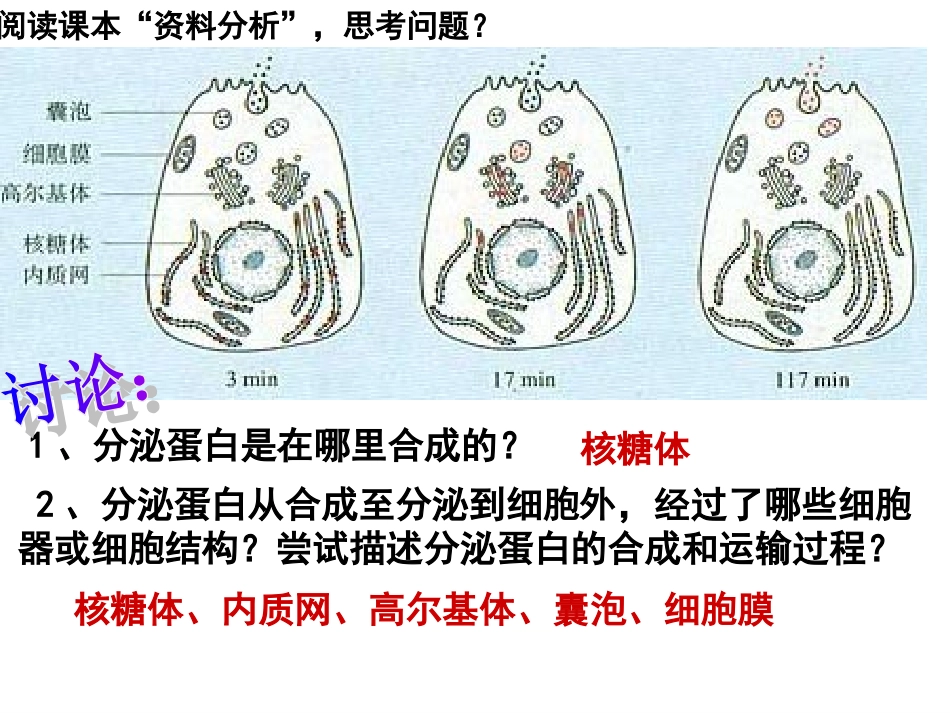 蛋白质的合成与运输_第3页