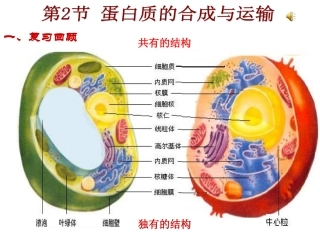 蛋白质的合成与运输