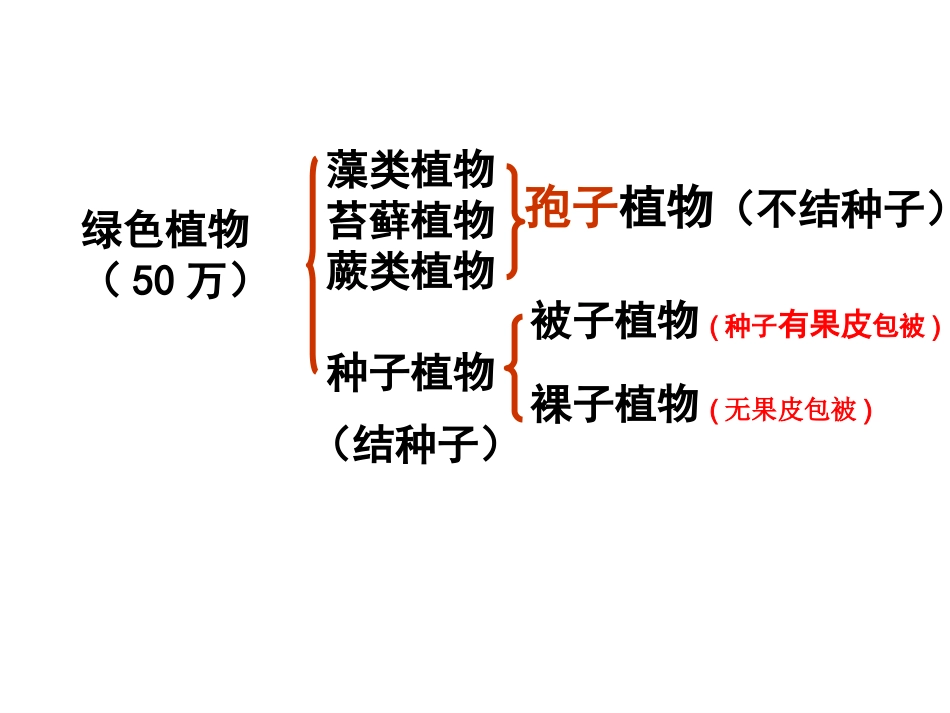 初中生物总复习 植物_第2页