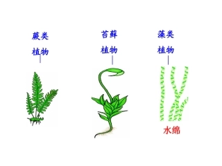 初中生物总复习 植物