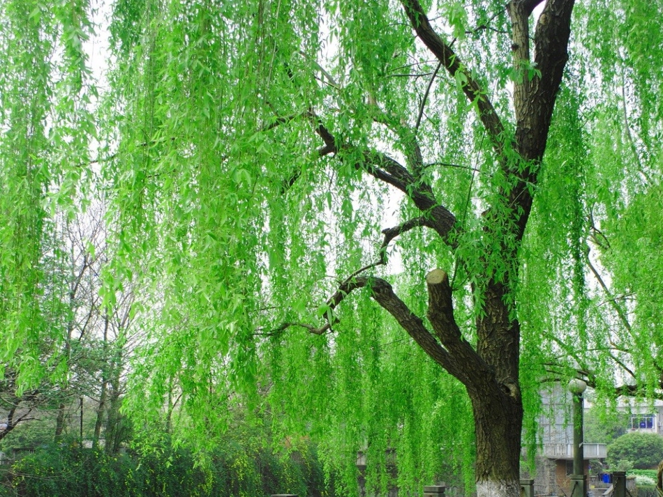 匆匆(朗读背景)_第3页