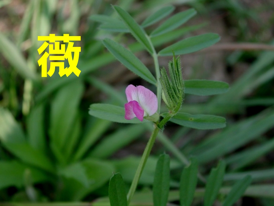 采薇   全面优秀课件_第2页