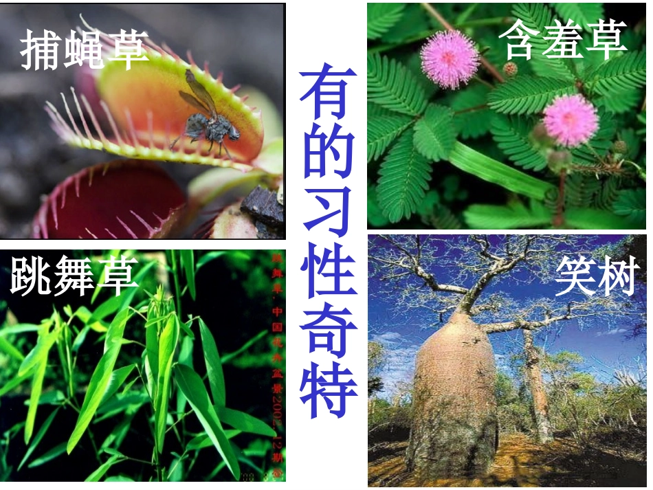 部编版二上3、《植物妈妈有办法》_第3页