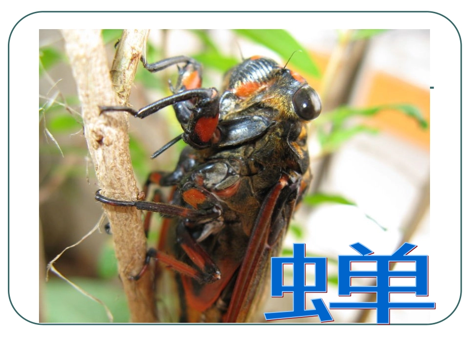 蝉(法布尔)PPT_第2页