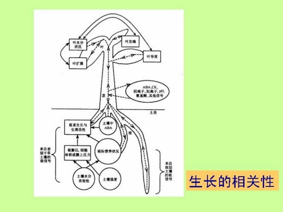 第一章  园艺植物的生长发育(第六节 园艺植物生长相关性)_第2页