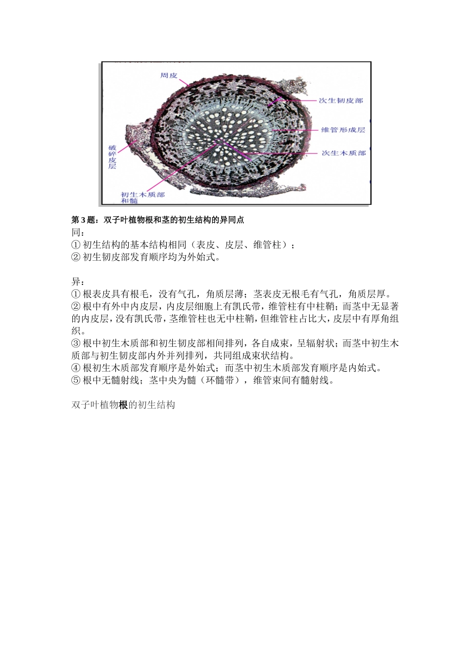 单双子叶根初生结构_第2页