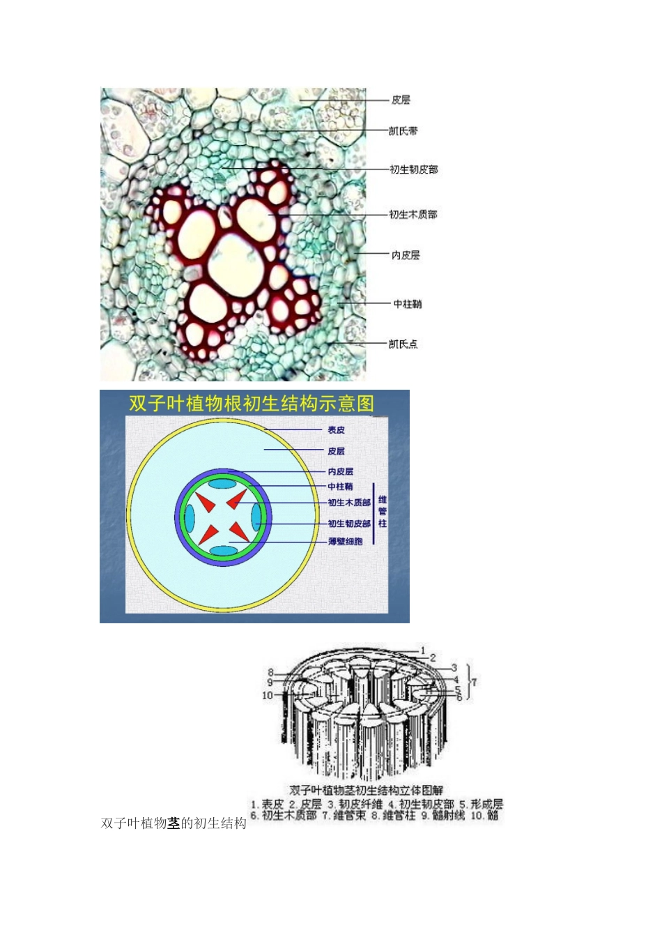 单双子叶根初生结构_第3页