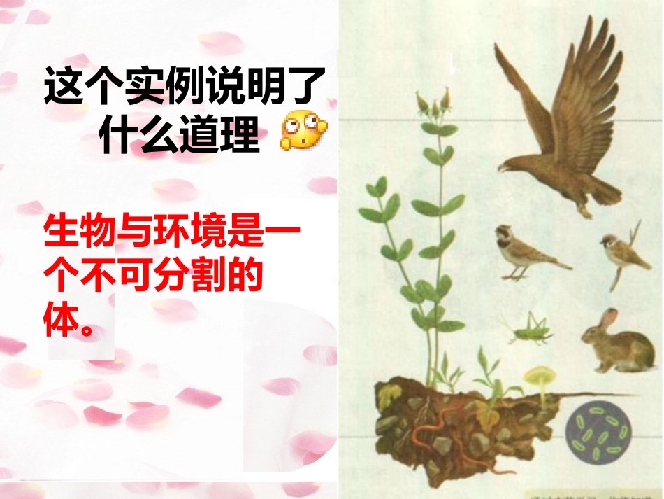 第二节生物与环境组成生态系统_第2页