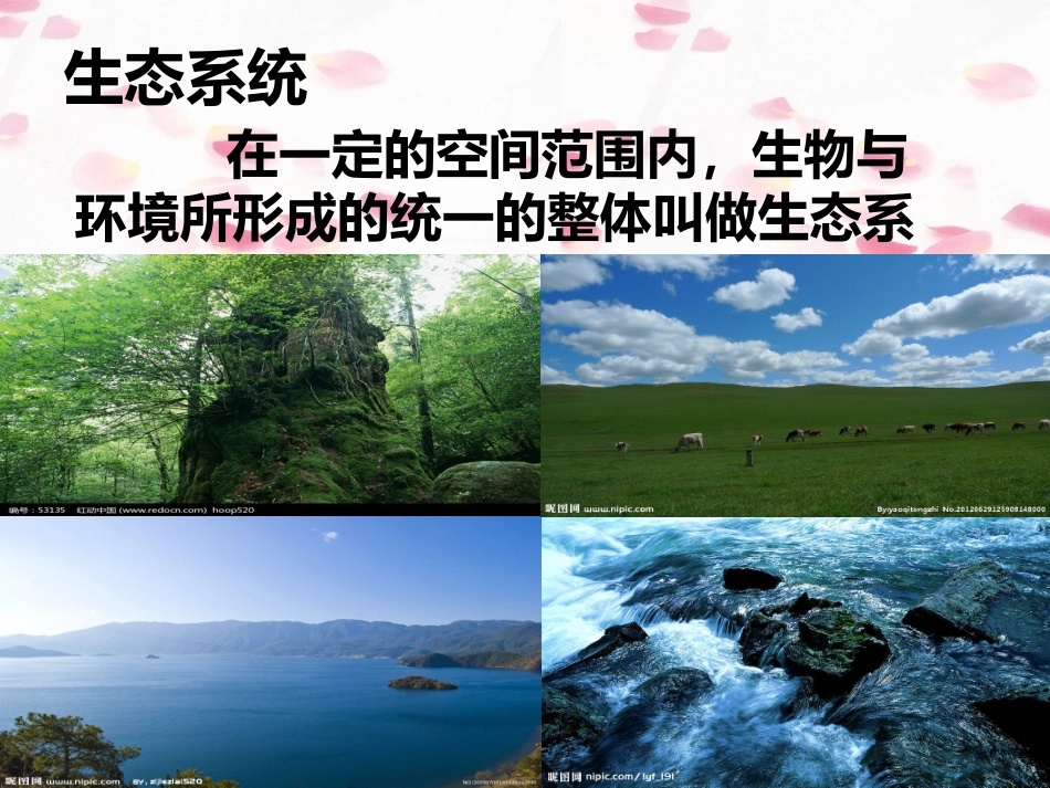 第二节生物与环境组成生态系统_第3页